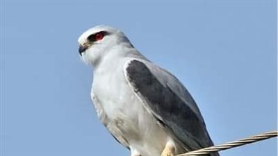 ما هو الطائر الذي حذرنا منه الرسول ؟ ” تفاصيل مهمة جدا