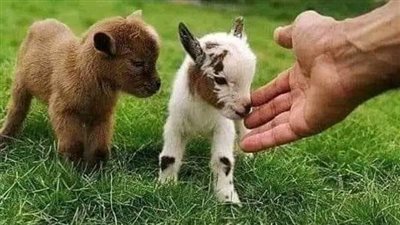قصه حق المعزه كامله